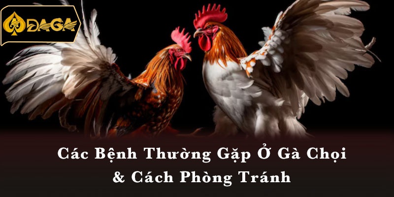 Các Bệnh Thường Gặp Ở Gà Chọi & Cách Phòng Tránh