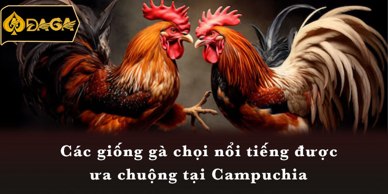 Các giống gà chọi nổi tiếng được ưa chuộng tại Campuchia