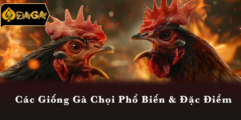 Các Giống Gà Chọi Phổ Biến & Đặc Điểm