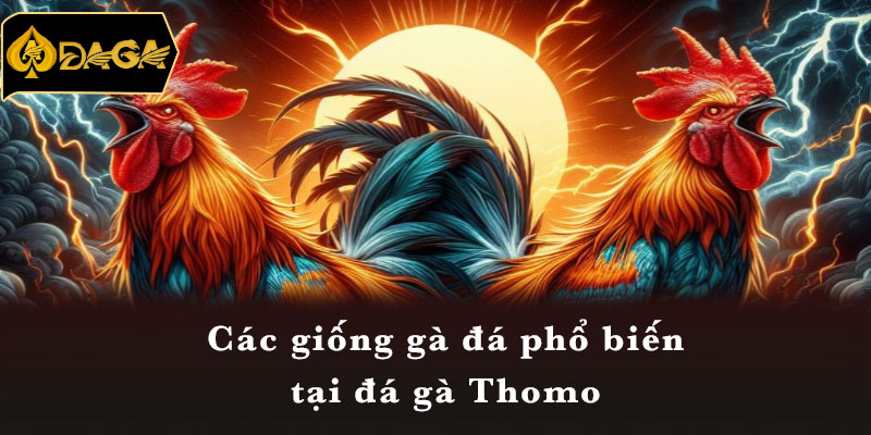 Các giống gà đá phổ biến tại đá gà Thomo