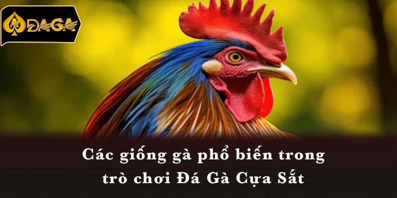 Các giống gà phổ biến trong trò chơi Đá Gà Cựa Sắt