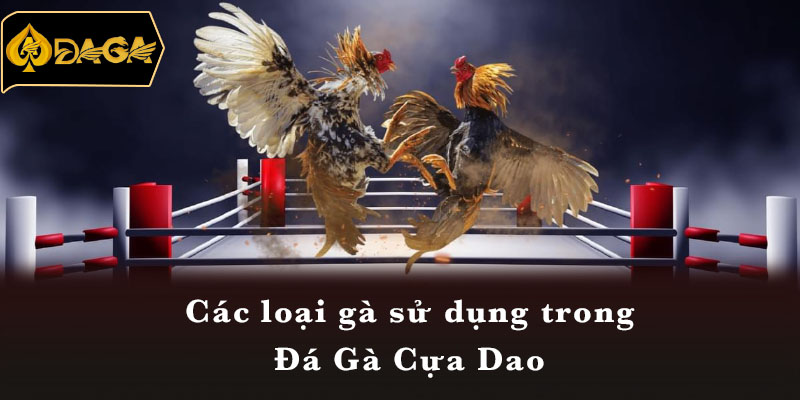 Các loại gà sử dụng trong Đá Gà Cựa Dao