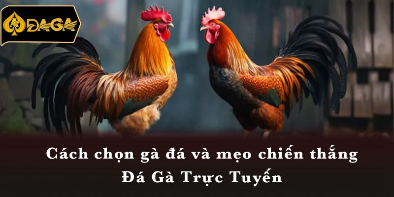 Cách chọn gà đá và mẹo chiến thắng Đá Gà Trực Tuyến