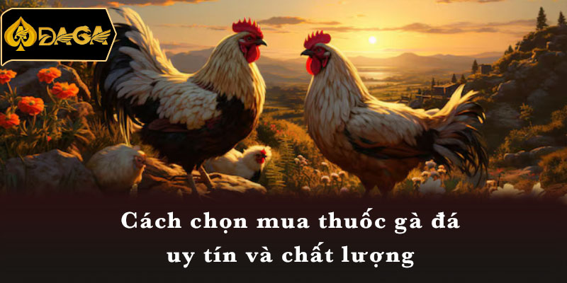 Cách chọn mua thuốc gà đá uy tín và chất lượng