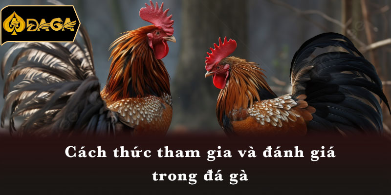 Cách thức tham gia và đánh giá trong đá gà