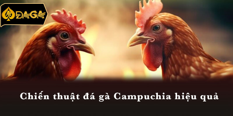 Chiến thuật đá gà Campuchia hiệu quả