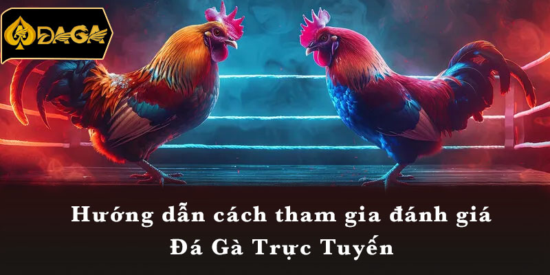 Hướng dẫn cách tham gia đánh giá Đá Gà Trực Tuyến