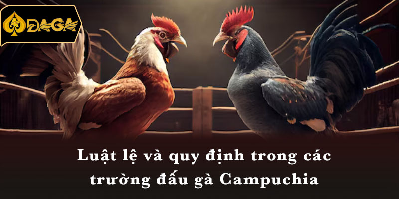 Luật lệ và quy định trong các trường đấu gà Campuchia