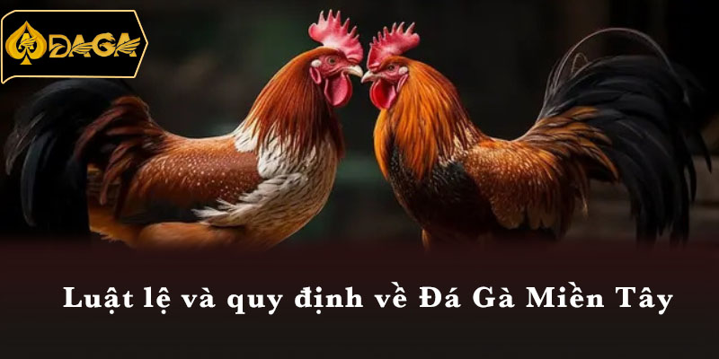 Luật lệ và quy định về Đá Gà Miền Tây