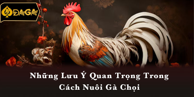 Những Lưu Ý Quan Trọng Trong Cách Nuôi Gà Chọi