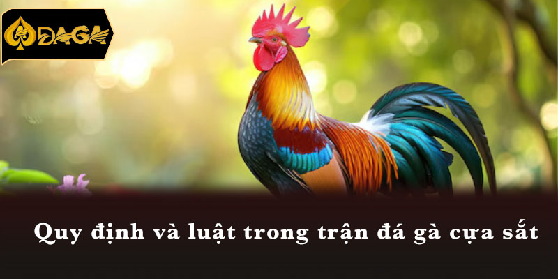 Quy định và luật trong trận đá gà cựa sắt