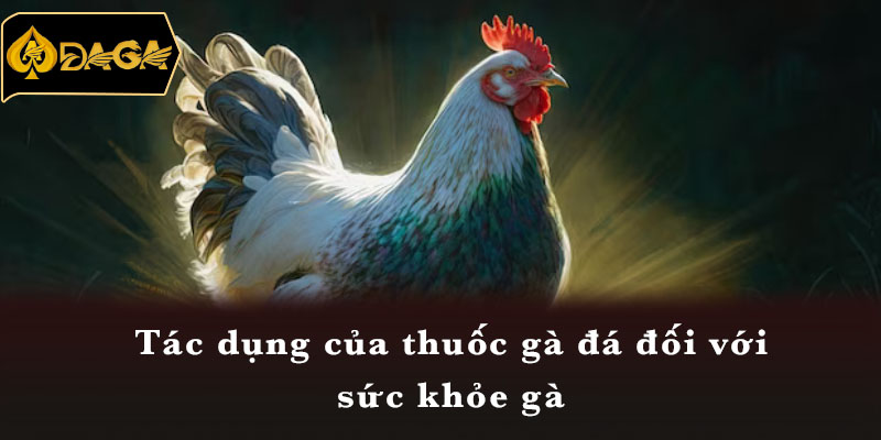 Tác dụng của thuốc gà đá đối với sức khỏe gà